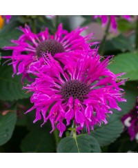 Pysznogłówka 'Bee - Free' Monarda Hybrida