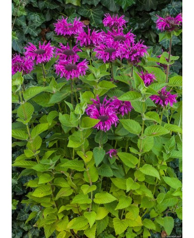 Pysznogłówka 'Bee - Free' Monarda Hybrida