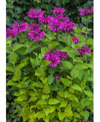 Pysznogłówka 'Bee - Free' Monarda Hybrida