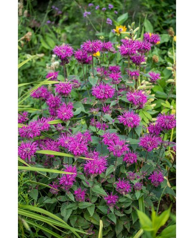 Pysznogłówka 'Bee - Free' Monarda Hybrida