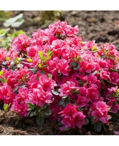Azalia 'Canzonetta' Rhododendron japonicum