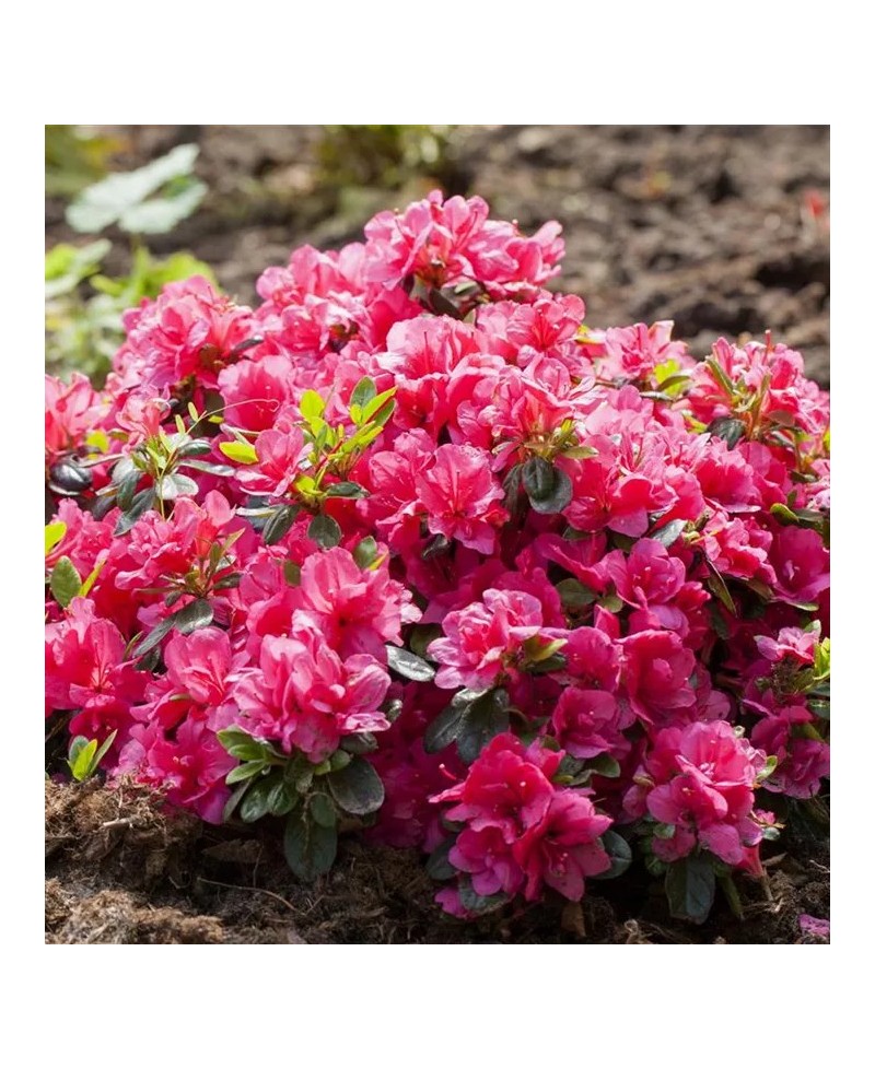 Azalia 'Canzonetta' Rhododendron japonicum