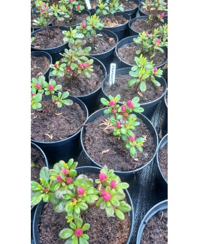 Azalia 'Canzonetta' Rhododendron japonicum