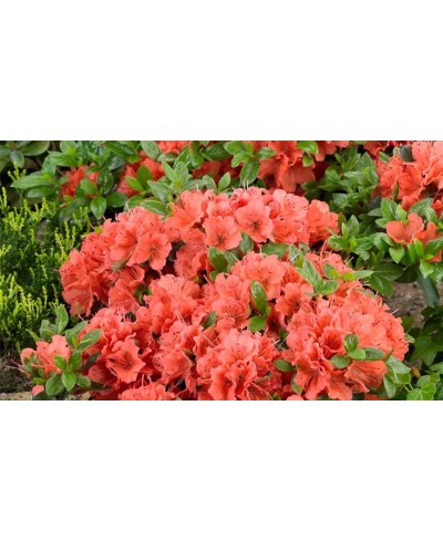 Azalia japońska 'Geisha Orange' – pomarańczowy akcent do ogrodu | Rhododendron japonicum