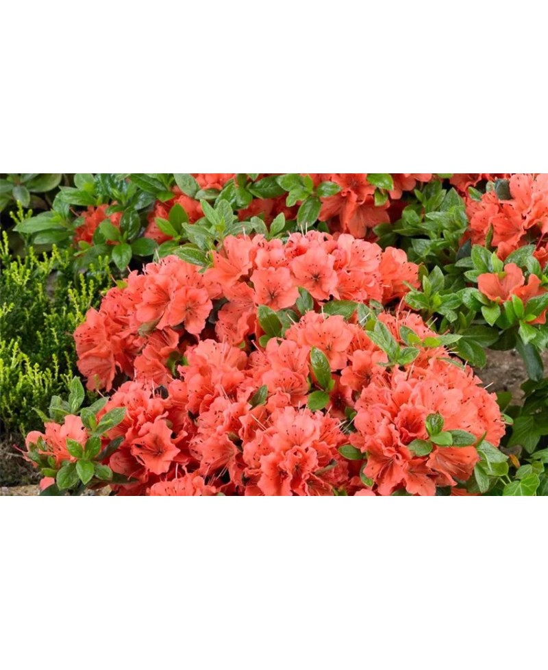 Azalia japońska 'Geisha Orange' – pomarańczowy akcent do ogrodu | Rhododendron japonicum
