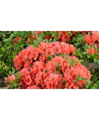 Azalia japońska 'Geisha Orange' – pomarańczowy akcent do ogrodu | Rhododendron japonicum