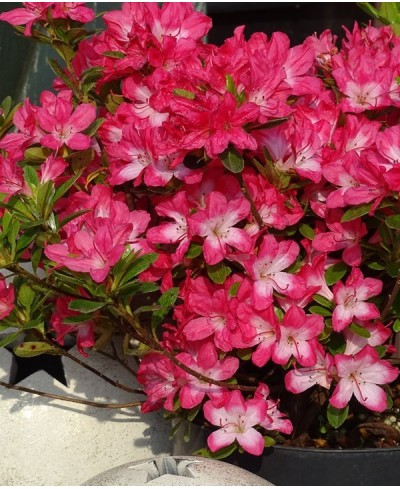Azalia japońska 'Izumi-no-mai' – elegancka i delikatna ozdoba ogrodu | Rhododendron japonicum