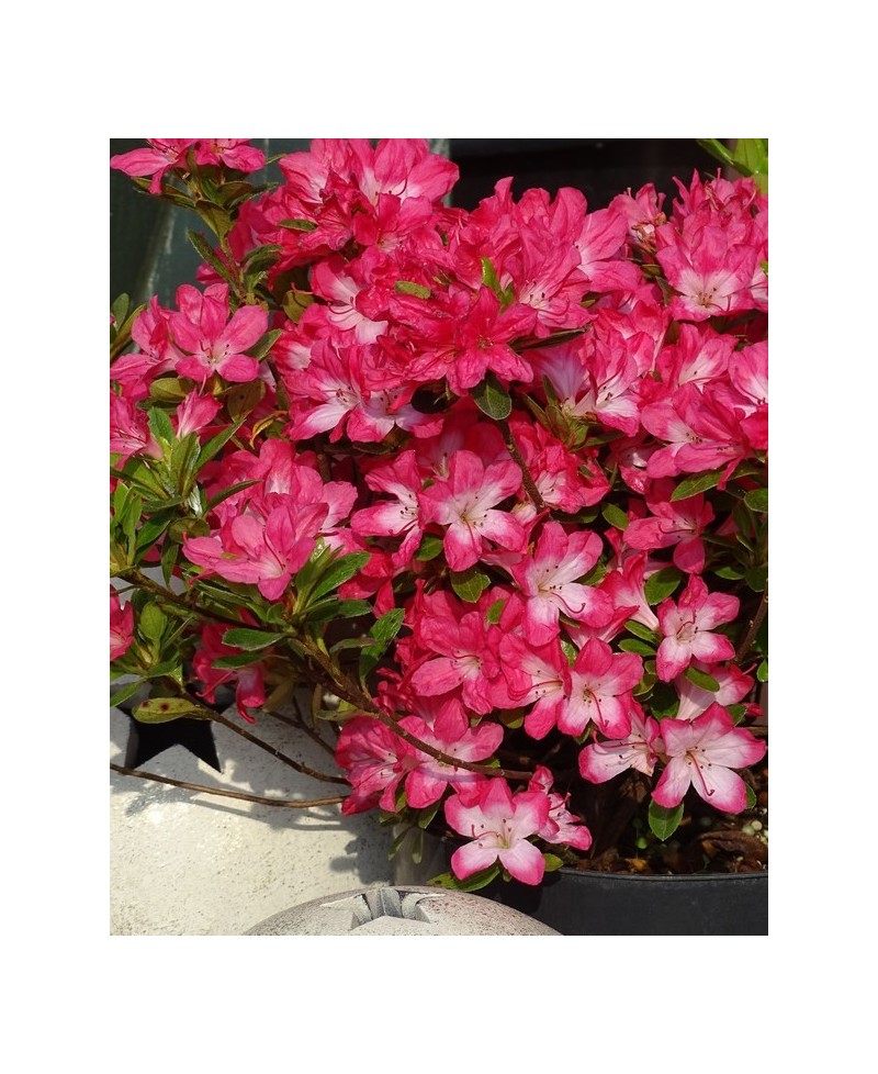 Azalia japońska 'Izumi-no-mai' – elegancka i delikatna ozdoba ogrodu | Rhododendron japonicum