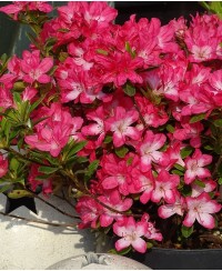 Azalia japońska 'Izumi-no-mai' – elegancka i delikatna ozdoba ogrodu | Rhododendron japonicum