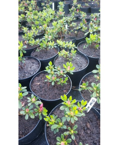 Azalia japońska 'Geisha Orange' – pomarańczowy akcent do ogrodu | Rhododendron japonicum