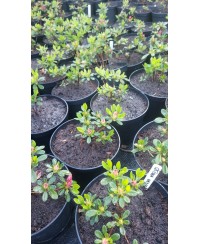 Azalia japońska 'Geisha Orange' – pomarańczowy akcent do ogrodu | Rhododendron japonicum