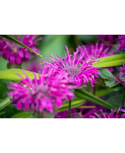 Pysznogłówka 'Bee - Free' Monarda Hybrida