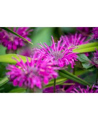 Pysznogłówka 'Bee - Free' Monarda Hybrida