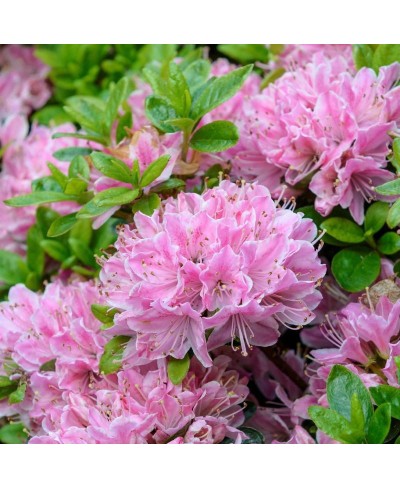 Azalia japońska 'Kermesina Rosea' – intensywnie różowy akcent wiosennego ogrodu