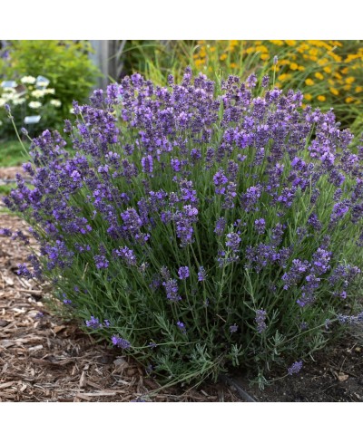 Lawenda 'Hidcote Compact Blue' Lavandula angustifolia