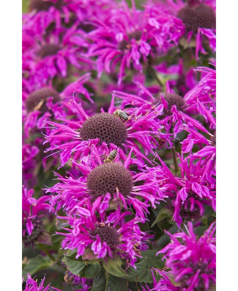 Pysznogłówka 'Bee - Free' Monarda Hybrida