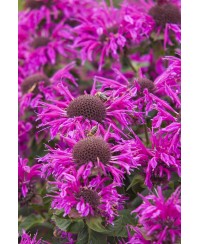 Pysznogłówka 'Bee - Free' Monarda Hybrida
