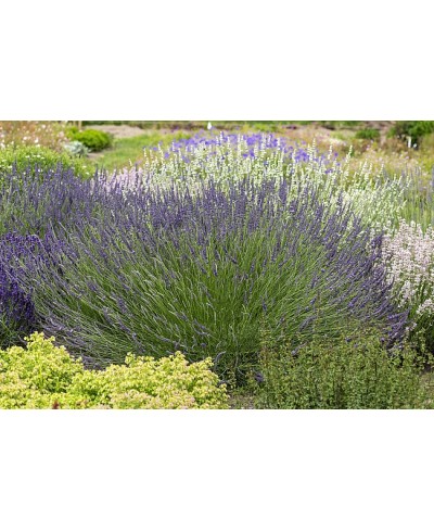Lawenda pośrednia 'Phenomenal' Lavandula x intermedia
