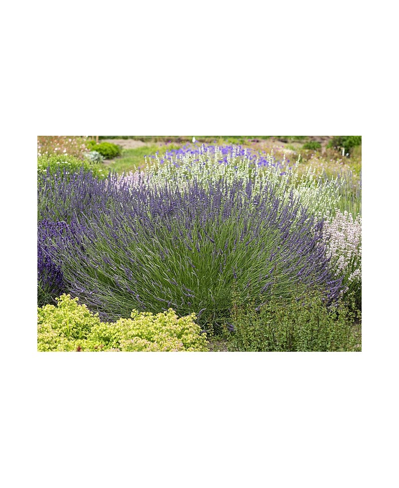 Lawenda pośrednia 'Phenomenal' Lavandula x intermedia