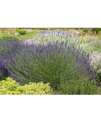 Lawenda pośrednia 'Phenomenal' Lavandula x intermedia