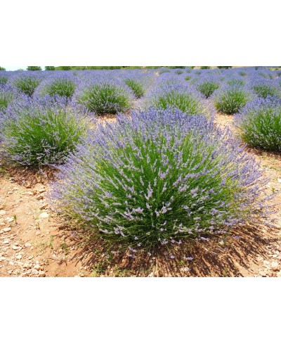 Lawenda pośrednia 'Phenomenal' Lavandula x intermedia
