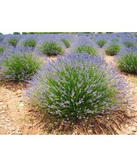 Lawenda pośrednia 'Phenomenal' Lavandula x intermedia