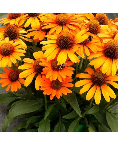 Jeżówka 'Prima Saffron' Echinacea