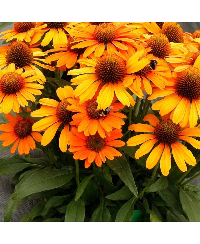 Jeżówka 'Prima Saffron' Echinacea