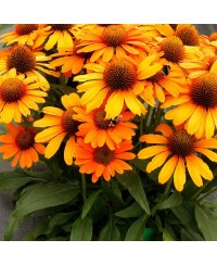 Jeżówka 'Prima Saffron' Echinacea
