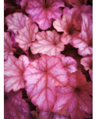 Żurawka 'Paprica' Heuchera