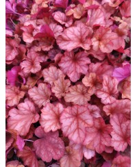 Żurawka 'Paprica' Heuchera