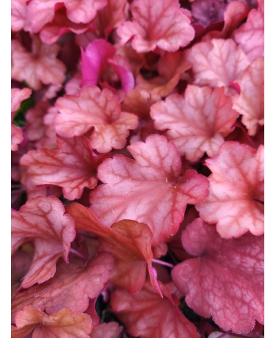 Żurawka 'Paprica' Heuchera
