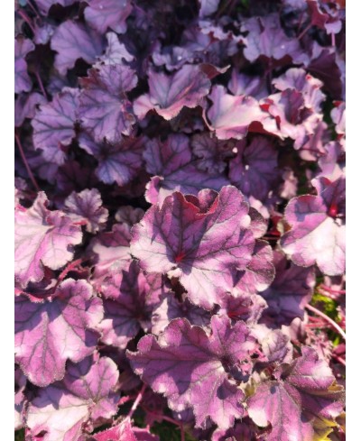 Heuchera ‘Forever Purple’ – fioletowa żurawka do cienia | Lavender Byliny