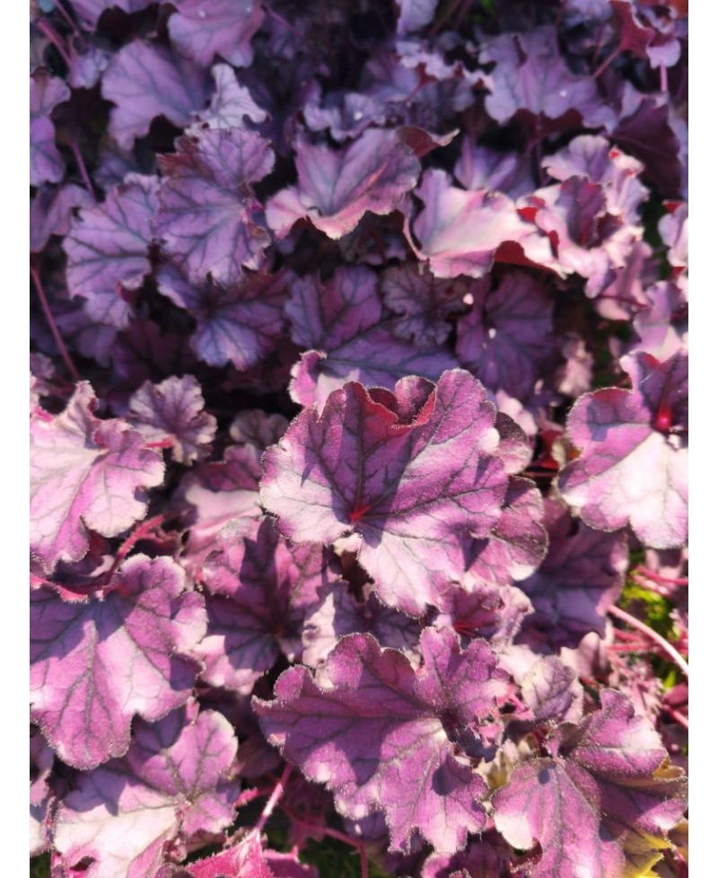 Żurawka Forever Purple (Heuchera) – Fioletowa Bylina do Cienia | Lavender-Byliny