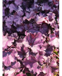 Żurawka Forever Purple (Heuchera) – Fioletowa Bylina do Cienia | Lavender-Byliny
