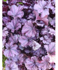 Żurawka Forever Purple (Heuchera) – Fioletowa Bylina do Cienia | Lavender-Byliny