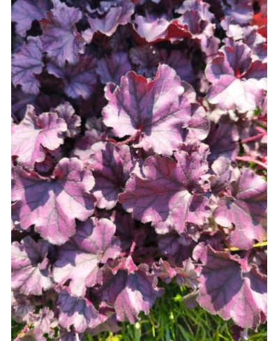 Żurawka Forever Purple (Heuchera) – Fioletowa Bylina do Cienia | Lavender-Byliny