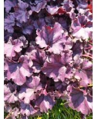 Żurawka Forever Purple (Heuchera) – Fioletowa Bylina do Cienia | Lavender-Byliny