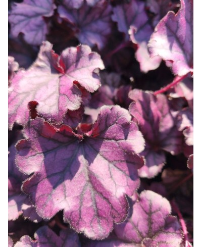 Żurawka Forever Purple (Heuchera) – Fioletowa Bylina do Cienia | Lavender-Byliny