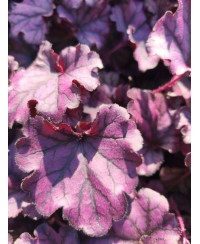 Żurawka Forever Purple (Heuchera) – Fioletowa Bylina do Cienia | Lavender-Byliny