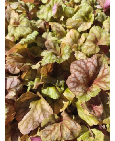 Heuchera ‘Champagne’ – elegancka żurawka o zmiennym kolorze | Lavender Byliny