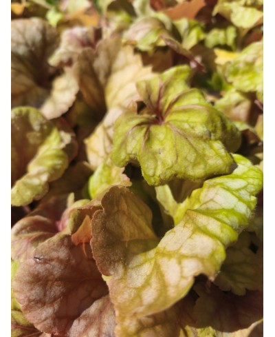 Heuchera ‘Champagne’ – elegancka żurawka o zmiennym kolorze | Lavender Byliny