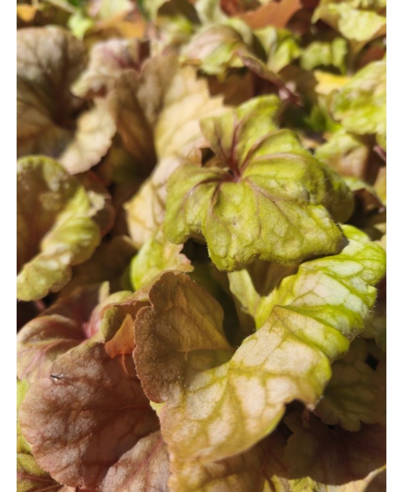 Heuchera ‘Champagne’ – elegancka żurawka o zmiennym kolorze | Lavender Byliny