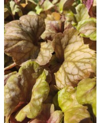 Heuchera ‘Champagne’ – elegancka żurawka o zmiennym kolorze | Lavender Byliny