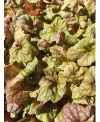 Heuchera ‘Champagne’ – elegancka żurawka o zmiennym kolorze | Lavender Byliny