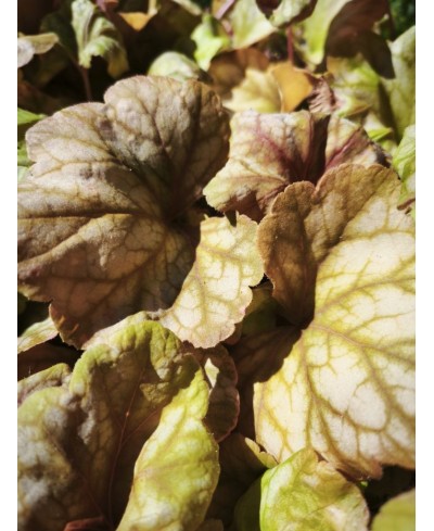 Heuchera ‘Champagne’ – elegancka żurawka o zmiennym kolorze | Lavender Byliny