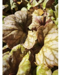 Heuchera ‘Champagne’ – elegancka żurawka o zmiennym kolorze | Lavender Byliny