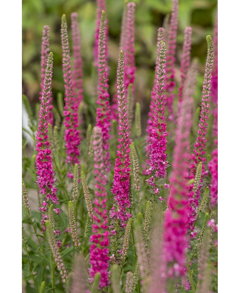 Przetacznik kłosowy 'Rotfuchs' Veronica spicata