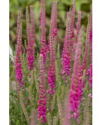 Przetacznik kłosowy 'Rotfuchs' Veronica spicata