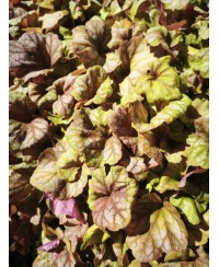 Żurawka ‘Champagne’ Heuchera